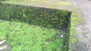 Rutubetli Duvar yüzeyinde yosun hasarı. Vahşi Yosun Yetiştirme Yapısı, Eski ve Kötü Korunan Yapılarda Duvar Belirsizliğine, Kırıklara ve Nemlendirme Sorunlarına Yol Açar