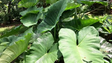Doğal Gıda, Tarım ve Botanik Kullanımı İçin Colocasia esculenta Bahçesinde Geniş Yeşil Yapraklı Tropikal Taro Bitkisi