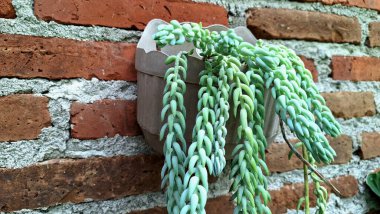 Yeşil İzleme Sulu: Kapalı Bahçe ve Eşsiz Botanik Kavramları İçin Eşeğin Kuyruk Bitkisi