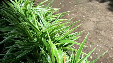 Canlı Örümcek Bitkisi (Chlorophytum comosum): Beyaz Kenarlı Değişken Yapraklı Yeşiller, Doğal ve Kolay Bakım Dekorasyon Seçimi