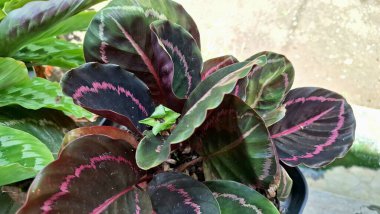 Bahçede Dekoratif Yapraklı Egzotik Calathea Roseopicta Ev Bitkisi