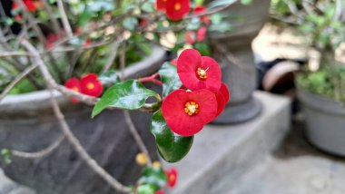 Parlak kırmızı dikenli taç çiçek (Euphorbia milii) canlı çiçek, doğal güneş ışığı altında narin çiçek ayrıntıları sergilenir.