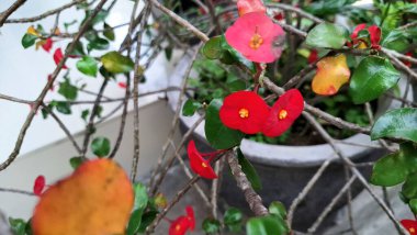 Parlak güpegündüz yakalanan dikenli çiçeklerden oluşan parlak kırmızı taç (Euphorbia milii), karmaşık çiçek desenlerini vurguluyor.