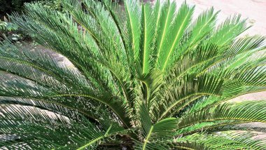 Sago Palm 'ın Doğal Dokuları (Cycas Revoluta) Yakından Görünümlü Yapraklar, Botanik Resimler ve Şablonlar İçin Harika