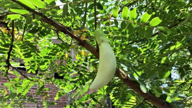 Beyaz Sesbania grandiflora çiçeklerinin sakin bir yakın çekimi, el değmemiş beyaz yaprakları ve yumuşak, doğal tropikal ışıkla yıkanmış narin yapıları.