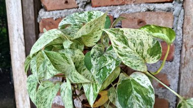 Epipremnum aureum (Altın Pothos): Düşük Bakım Şeytanı Sarmaşığı, Para Tesisi, Her Uzay İçin İdeal