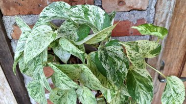 Lush Golden Pothos (Epipremnum aureum): Easy-Care Devil 's Ivy, Variegated Leaves ile Para Fabrikası