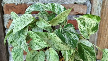 Altın Pothos (Epipremnum aureum): Canlı Şeytan Sarmaşığı, Modern İç Dekor Para Fabrikası