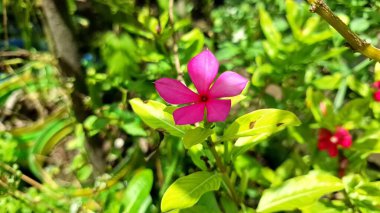 Stok Resmi İçin Pembe Gül Periwinkle Madagaskar Çiçek Katedrali Gül Tropik Botanik Çiçek Makro Fotoğrafı