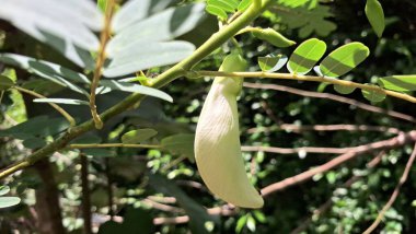 Beyaz Sesbanya görkemli çiçeklerinin karmaşık ayrıntıları bu yakın planda vurgulanıyor, zarif formlarını ve yeşil yapraklara karşı saf beyaz renklerini sergiliyorlar.