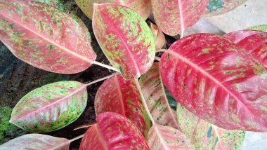 Pembe, yeşil ve beyaz çeşitliliğe sahip canlı Aglaonema ve Caladium yaprakları, ev dekorasyonu ve hava temizliği için egzotik tropikal bitkiler