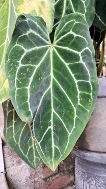 Anthurium Kristallinum Yaprağının Yakın Çekimi, Beyaz Damarlı Kalp Şeklinde Kadife Doku, Botanik Tropikal Fotoğraf