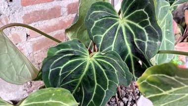 Kalın beyaz damarları ve kadife yüzeyi olan tropikal Anthurium Kristallinum Yaprağı, Doğadaki Crystal Anthurium Yakın Çekim Detayı