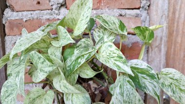 Altın Pothos (Epipremnum aureum): Sersemletici Şeytan Sarmaşığı ya da Para Fabrikası, Yeşil ve Sarı Yapraklar ile birlikte,