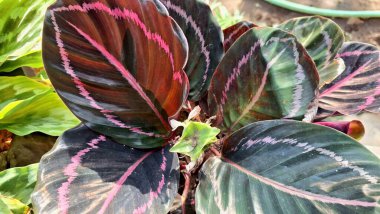 Renkli Damarlar ve Yaprak Motifleriyle Tropikal Calathea Roseopicta Yaprağı Doğanın Tasarımı ve Arkaplanı İçin Mükemmel Botanik Bahçesi Bitkisi