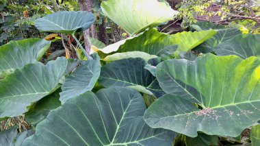 Colocasia esculenta taro taro bitkisi. Büyük yemyeşil yapraklı. Tropikal bahçe bitkisi.