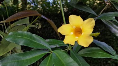 Yeşil Yeşiller Üzerine Altın Sarı Allamanda Çiçeği, Peyzaj Bahçesinde Kullanılan Tropikal Asma, Çiçek Posterleri, Çevre Markaları ve Doğal Kaynaklar