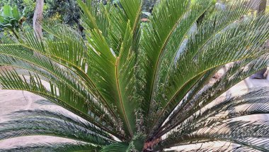 Yakın Odakta Cycas Revoluta Palm 'ın Yeşil Yaprakları Botanik ve Bahçe Teması İçin Egzotik Tropikal Bitki Dokuları