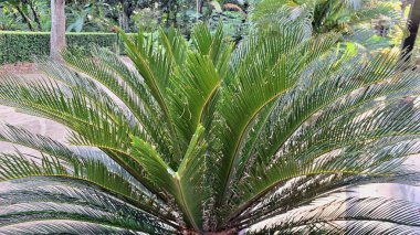 Sago Palm Leaves Macro Görünümü Işıldayan Yeşil Broşürler, Özgeçmiş, Doğa Baskıları ve Organik Tasarımlar İçin İdeal