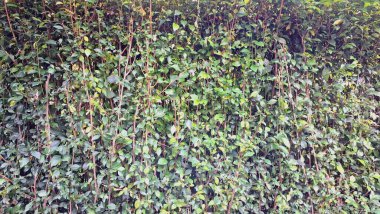 Detaylı ve canlı yeşil Acalypha Siamensis çit yaprakları (hiç kimse) doğal dekoratif bir arka plan ve duvar kağıdı oluşturur.