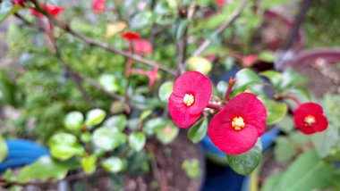 Sersemletici kırmızı dikenli taç (Euphorbia milii) çiçekleri, canlı renkleri ve eşsiz çiçekli yapılarını vurgulayarak tam çiçeklenmiştir..