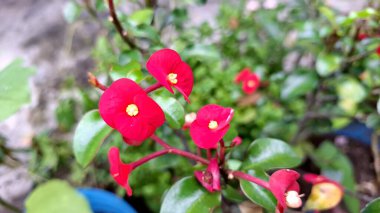 Parlak kırmızı dikenli taç çiçek (Euphorbia milii) canlı çiçek, doğal güneş ışığı altında narin çiçek ayrıntıları sergilenir.