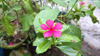 Stok Resmi İçin Pembe Gül Periwinkle Madagaskar Çiçek Katedrali Gül Tropik Botanik Çiçek Makro Fotoğrafı