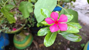 Pembe Gül Periwinkle Madagaskar Çiçek Katedrali 'nin Kapanışı Yeşil Yapraklı Tropikal Botanik Bitkisi