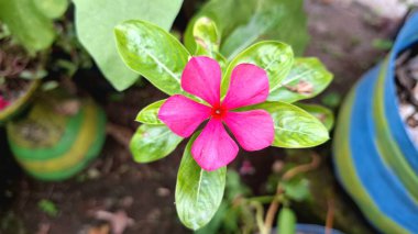 Güzel Pembe Gül Periwinkle Madagaskar Çiçeği Kataranthus Gülü Yakın plan Yeşil Yapraklı Doğal Tropikal Bahçede Çekim