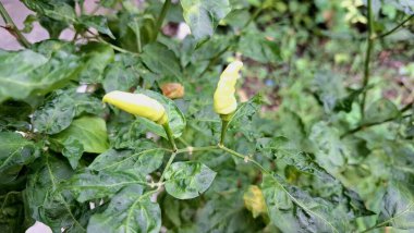 Chili biber bitkileri solgunluk ya da renk değişimi gibi hava sıkıntısı belirtileri göstererek, öngörülemeyen iklim kayıplarını gösteriyor.