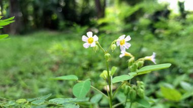 Oxalis barrelieri Vahşi Beyaz Çiçek Makro Fotoğraf: Minik Yapraklar Sarı Merkezi ve Yonca Şekilli Yapraklar Doğal Manzarada Özgürce Büyüyor