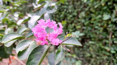 Myrtle Lagerstroemia indica pembe çiçeği kapak makro fotoğrafçılık dış bahçe arka planı Bokeh etkisi ve bahar çiçekli markalaşma ve botanik tasarım projeleri için kopyalama alanı.