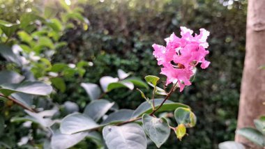 Güzel pembe Crepe Myrtle çiçeği Lagerstroemia indica bahçe flora botanik doğası çiçek açan bitki örtüsü bahar mevsimi bahçe tasarımı konsepti