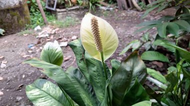 Barış Lily Spatthiphyllum Wallisii beyaz çiçek bahçeye yakın doğal arka plan ev dekorasyonu için hava temizleyici