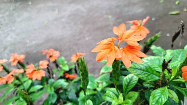 Şeftali Fişeği Çiçekleri (Crossandra infundibuliforis) çiçek açıyor, canlı portakal çiçekleri sergiliyor ve yeşil yapraklarla açan tropikal şeftali Crossandra 'nın yakın plan detaylarını gözler önüne seriyor.