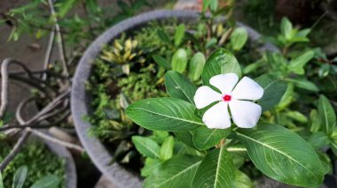 Beyaz Gül Periwinkle Madagaskar Çiçek Katedrali Güller Macro Doğal Çiçek Bahçesi Doğa