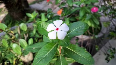 Beyaz Gül Periwinkle Madagaskar Çiçek Katedrali Güller Macro Tropik Botanik Çiçek Doğa