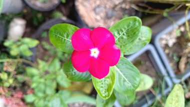 Pink Rose Periwinkle Madagascar Flower Catharanthus roseus Vibrant Botanical Blossom Perfect for Background and Wall Decoration