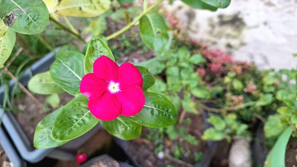Розовая роза Перивинкл Мадагаскарский цветок Catharanthus Macro Botanic Bloom Nature