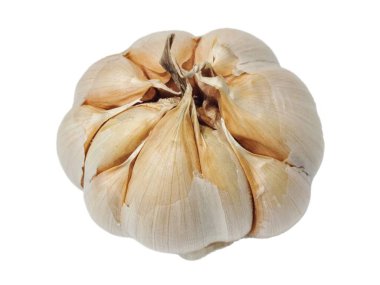 Tüm sarımsak ampulü beyaz arka planda izole edilmiş. Organik çiğ sebze, acılı Allium sativum. Sağlıklı beslenme ve baharatlı ürün tasarımı için malzeme..
