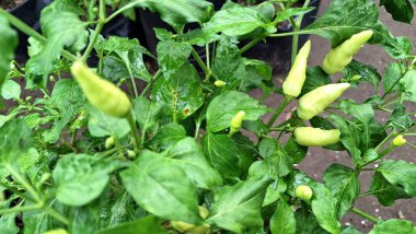 Belirsiz iklim modellerinin zarar ve mali etkilerini sembolize eden, son zamanlarda sert hava koşullarının kanıtlarıyla dolu bir kırmızı biber sahası..