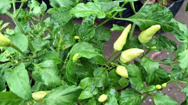 Kırmızı biberlerin yakın çekimi, lekeli ya da hasarlı, öngörülemeyen havanın ürün verimi ve çiftçi geliri üzerindeki olumsuz etkilerini temsil ediyor..