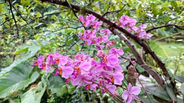 Pembe Doritaenopsis Dorado Orkide Çiçeği, Yapraklı ve Sepalli Tropikal Süslü Bitki