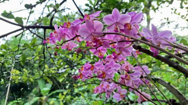 Güzel Doritaenopsis Dorado Orkide Çiçeği Pembe Renkli, Yakın plan Egzotik Tropikal Ev Çiçeği