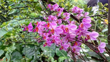 Doritaenopsis 'in Macro Fotoğrafı Dorado Orkide Çiçeği Pembe Renkli, Tropikal Ev Bitkisi Çiçeği