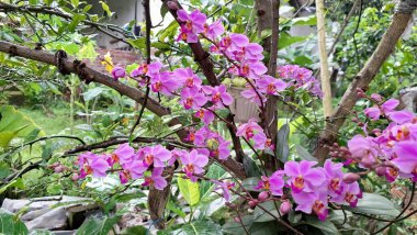 Bahçedeki Pembe Orkide Doritaenopsis Dorado, Tropikal Süslü Bitkinin Detaylı Çiçek Yakın Çekimi