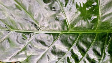 Bahçe ve Tropikal Bitki Tasarımı için Macro Yeşil Alocasia Serendipity Yaprak Kapalı Botanik Yeşillik Fotoğrafı