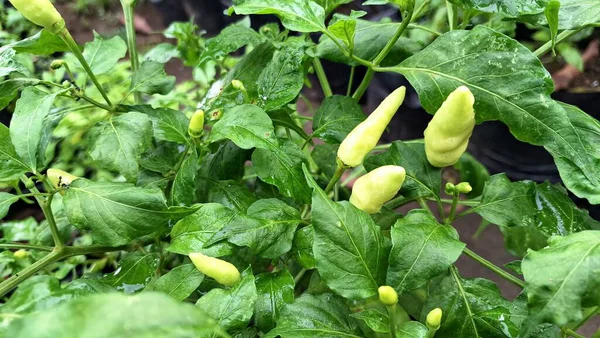 Chili biber bitkileri solgunluk ya da renk değişimi gibi hava sıkıntısı belirtileri göstererek, öngörülemeyen iklim kayıplarını gösteriyor.