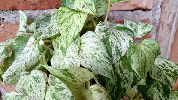 Altın Pothos (Epipremnum aureum): Sersemletici Şeytan Sarmaşığı ya da Para Fabrikası, Yeşil ve Sarı Yapraklar ile birlikte,