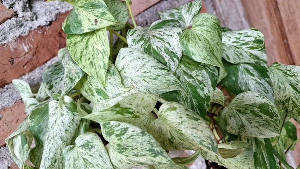 Altın Pothos (Epipremnum aureum): Şeytanın Sarmaşığı veya Para Fabrikasının Yakın Çekimi, İç Dekor İçin Canlı Değişken Yeşil ve Sarı Yapraklar